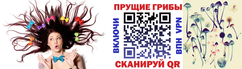где купить наркотик  Полтавская  Галлюциногенные грибы Cubensis 